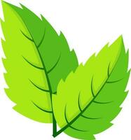 Glossy pair of green leaves. vector