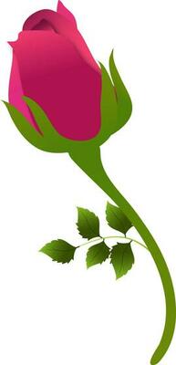 Beautiful red rose bud flower on white background.