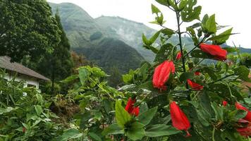 hibiscus or Wax mallow with mountains in the background photo