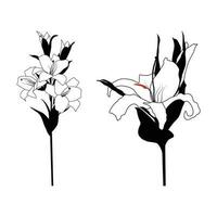 Lily flowers line art vector image