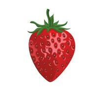 Fresh strawberry fruits  vector illustration