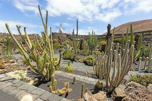 Different cacti in a garden on the Canary Island of Lanzarote photo