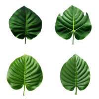 une ensemble de vert tropical gros feuilles sur transparent Contexte pour conception éléments. coupure chemin. ai généré png