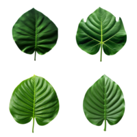 a set of green tropical big leaves on transparent background for design elements. clipping path. png