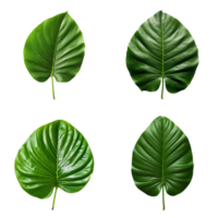 a set of green tropical big leaves on transparent background for design elements. clipping path. png