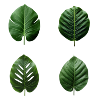 a set of green tropical big leaves on transparent background for design elements. clipping path. png