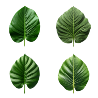 en uppsättning av grön tropisk stor löv på transparent bakgrund för design element. klippning väg. ai genererad png