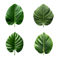 a set of green tropical big leaves on transparent background for design elements. clipping path. png