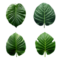 a set of green tropical big leaves on transparent background for design elements. clipping path. png