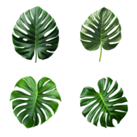 a set of green monstera tropical leaves on transparent background for design elements. clipping path. png