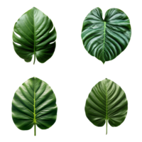 a set of green tropical big leaves on transparent background for design elements. clipping path. png