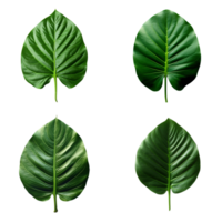 a set of green tropical big leaves on transparent background for design elements. clipping path. png