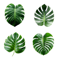 ein einstellen von Grün Monstera tropisch Blätter auf transparent Hintergrund zum Design Elemente. Ausschnitt Weg. ai generiert png