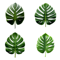 a set of green monstera tropical leaves on transparent background for design elements. clipping path. png