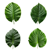 a set of green tropical big leaves on transparent background for design elements. clipping path. png