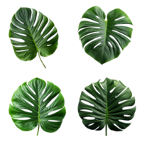 un conjunto de verde monstera tropical hojas en transparente antecedentes para diseño elementos. recorte camino. ai generado png