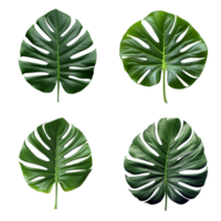 un conjunto de verde monstera tropical hojas en transparente antecedentes para diseño elementos. recorte camino. ai generado png