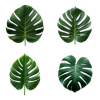 a set of green monstera tropical leaves on transparent background for design elements. clipping path. png