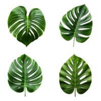 a set of green monstera tropical leaves on transparent background for design elements. clipping path. png