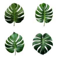 a set of green monstera tropical leaves on transparent background for design elements. clipping path. png