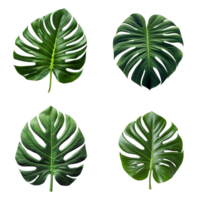 a set of green monstera tropical leaves on transparent background for design elements. clipping path. png