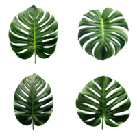 a set of green monstera tropical leaves on transparent background for design elements. clipping path. png