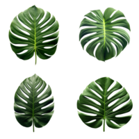 un conjunto de verde monstera tropical hojas en transparente antecedentes para diseño elementos. recorte camino. ai generado png