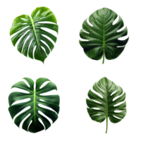 a set of green monstera tropical leaves on transparent background for design elements. clipping path. png