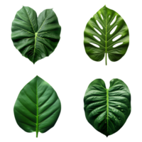 un conjunto de verde tropical grande hojas en transparente antecedentes para diseño elementos. recorte camino. ai generado png