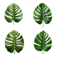 en uppsättning av grön monstera tropisk löv på transparent bakgrund för design element. klippning väg. ai genererad png