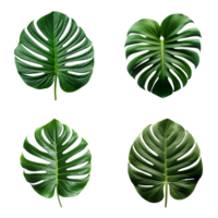 a set of green monstera tropical leaves on transparent background for design elements. clipping path. png