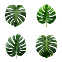 ein einstellen von Grün Monstera tropisch Blätter auf transparent Hintergrund zum Design Elemente. Ausschnitt Weg. ai generiert png