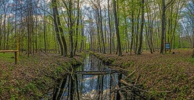 Panoramic image of wooded marsh in springtime photo
