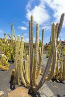 Different cacti in a garden on the Canary Island of Lanzarote photo