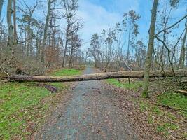 Picture of fallen tree on a forest road after a storm photo