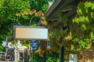 Empty sign surrounded by vine leaves ready for Copy Paste photo