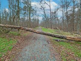 imagen de caído árbol en un bosque la carretera después un tormenta foto