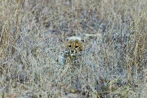 Picture of baby cheetah hiding in grass photo