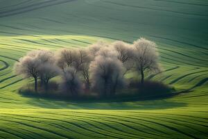 A Beautiful Natural Landscape Featuring Bushy White Trees on a Field,made with . photo