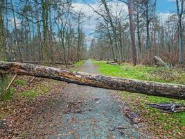 Picture of fallen tree on a forest road after a storm photo