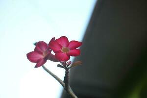 japanese cambodia with blur background photo