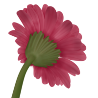 A bloom red flower png