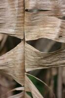 Dry banana leaves on banana tree in empty garden. photo