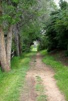 Colorado Green Wooded Pathway photo