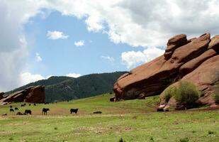 Herd of Black Angus Cattle near Red Sandstone Formation in Colorado photo