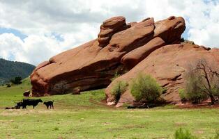 Black Angus Cattle Stand Near Red Sandstone Formation in Colorado photo