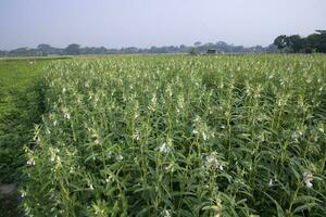 Beautiful Landscape view of Green sesame plant in a field photo