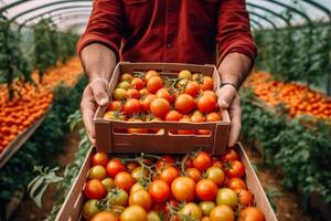 harvesting red tomatoes in a greenhouse,box of tomatoes in hand photo
