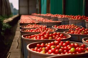 sorted tomatoes in containers, harvested tomato crop photo