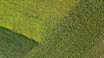 aéreo paisaje de diverso cultivado plantas arreglado en granja campo en inspector modelo. video